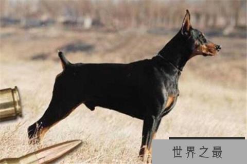 世界十大猛犬排名：杜高犬打得过野猪，你认识哪几种