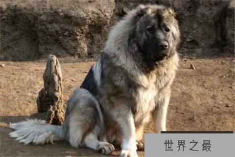 世界十大猛犬排名 杜高犬打得过野猪，你认识哪几种