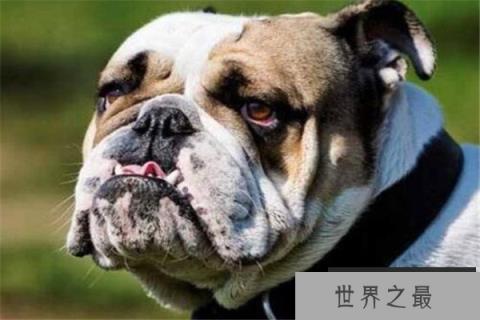 世界十大猛犬排名 杜高犬打得过野猪，你认识哪几种