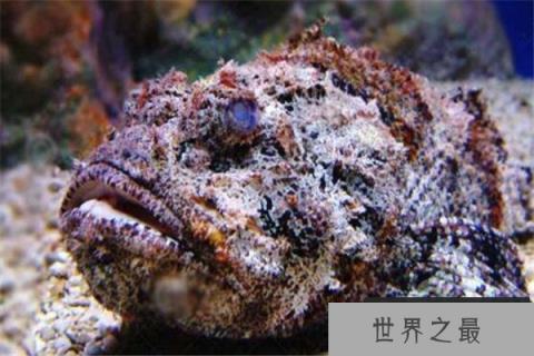 世界最毒十大生物 大理石芋螺上榜，石头鱼很善于隐藏