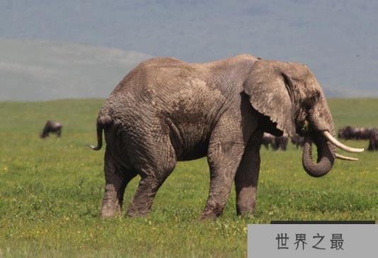 世界最重的十大动物 蓝鲸位列榜首，体重达180吨