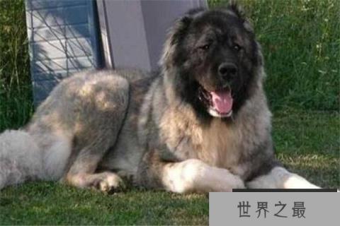 世界十大最凶悍猛犬 西藏獒犬上榜，比特犬异常凶猛