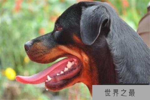 世界十大最凶悍猛犬 西藏獒犬上榜，比特犬异常凶猛