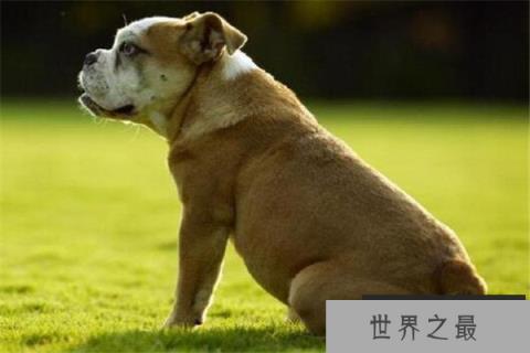 世界十大最凶悍猛犬 西藏獒犬上榜，比特犬异常凶猛