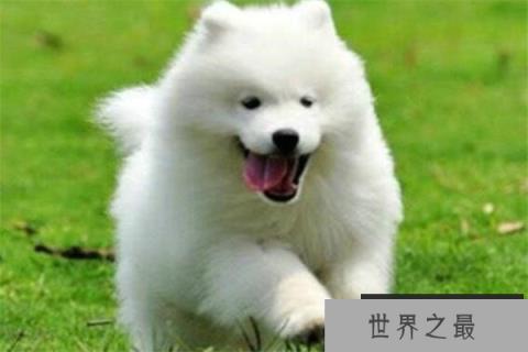 世界十大名狗排名 拉布拉多很讨人喜欢，牧羊犬大多成了警犬