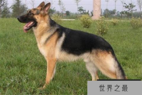 世界十大名狗排名 拉布拉多很讨人喜欢，牧羊犬大多成了警犬