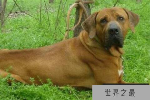 世界十大凶悍猛犬 高加索犬生存能力强，土佐斗犬被多国禁养