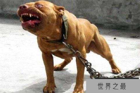 世界十大凶悍猛犬 高加索犬生存能力强，土佐斗犬被多国禁养