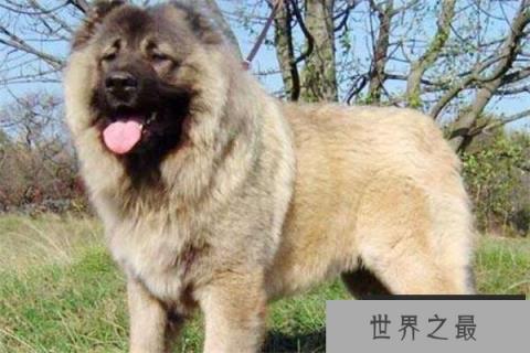 世界十大凶悍猛犬 高加索犬生存能力强，土佐斗犬被多国禁养