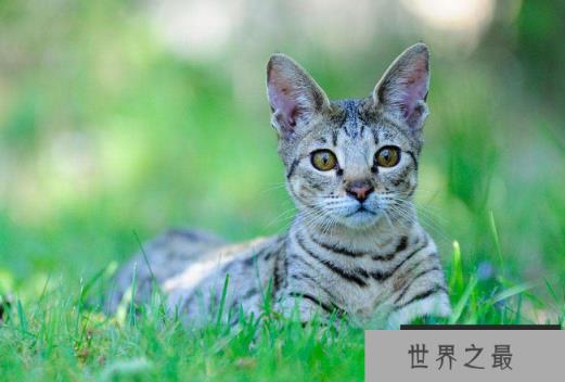 世界上十大最贵的猫 第一价格高达61万人民币