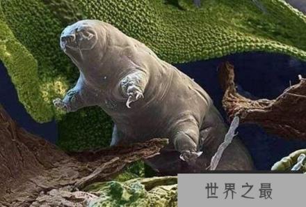 水熊，地球上生命力最强的生物(零下270℃还能活)