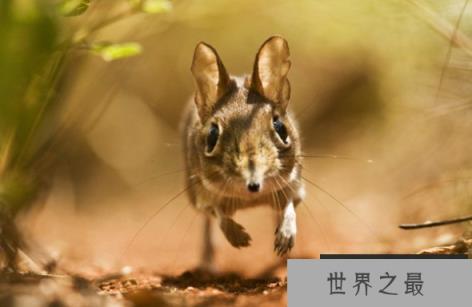 十种生物生存之道 龙血树独特外形收集雨水