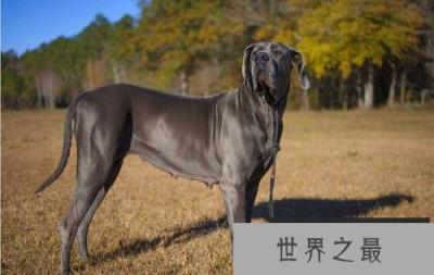 世界十大警犬品种排名，德国牧羊犬居榜首