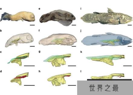 科学家深水下拍到活化石腔棘鱼 在4亿年前已出现地球