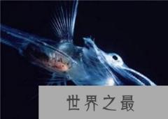 透明生物鳄冰鱼：盘点各种怪异透明物种