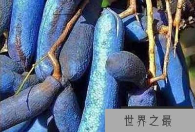 尸体一般色泽奇葩野生菌，被称为“死人手指”能吃吗?