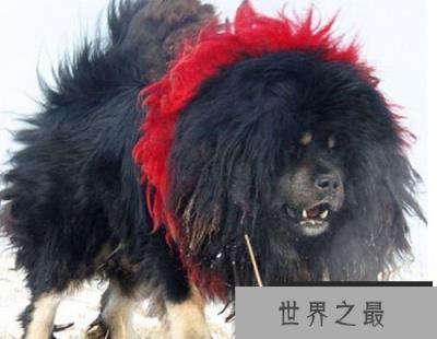 不惧怕任何暴力藏獒之王“鬼獒王”，全世界仅一只!