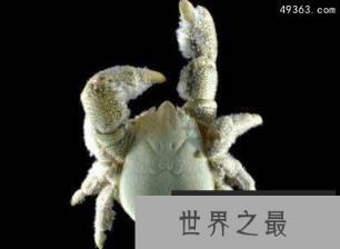 分布在南极洲的特殊生物:南极羽毛星竟有20只触手