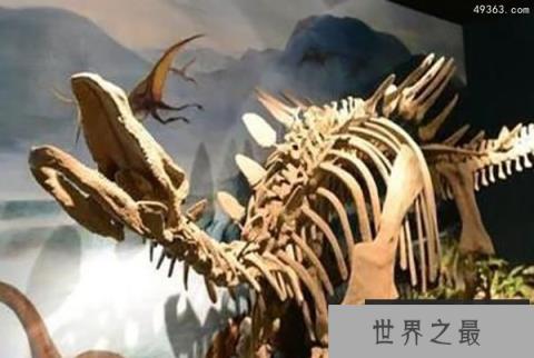 什么海洋生物的头骨最大？五大完整古上龙化石揭秘