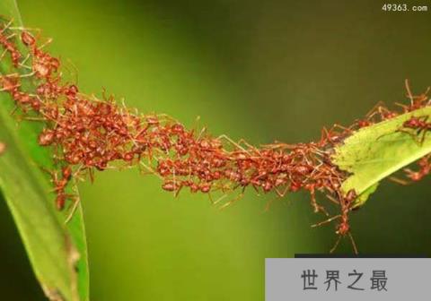 蚂蚁疯狂般的交配解密 交配后雄蚁会死