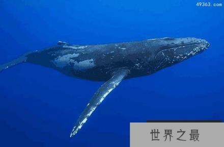 蓝鲸惨死漂浮海面可能被船撞死，蓝鲸要灭绝吗?