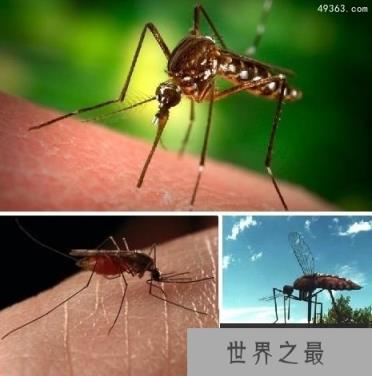 10大可怕“吸血鬼” ：七鳃鳗嘴巴似圆锯