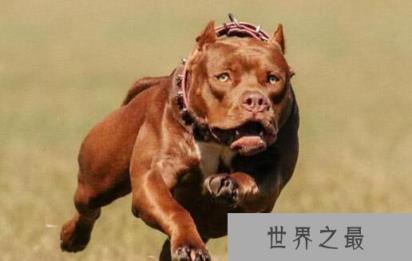 世界十大最凶猛的狗排行，比特犬与土佐斗犬位列其中