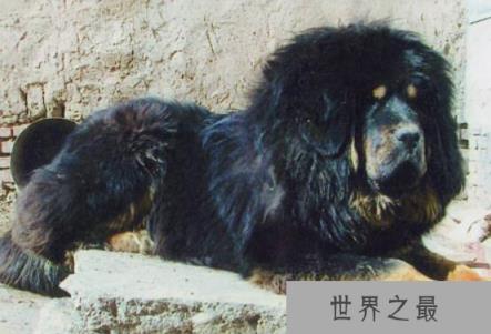 世界十大最凶猛的狗排行，比特犬与土佐斗犬位列其中