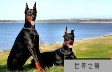 世界三大顶级护卫犬，卡斯罗犬与罗威纳犬哪个更知名