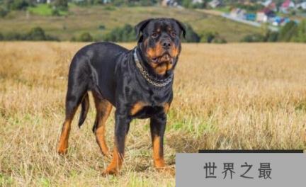 世界三大顶级护卫犬，卡斯罗犬与罗威纳犬哪个更知名