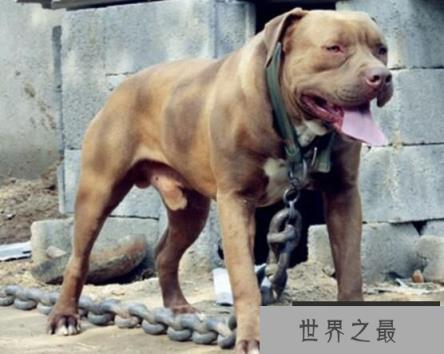 世界恶犬之比特犬，具有强大杀伤力的凶猛犬种