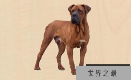 世界恶犬之土佐犬，神秘凶猛的犬中无价之宝