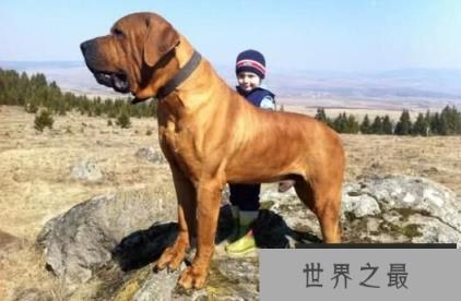 世界恶犬之土佐犬，神秘凶猛的犬中无价之宝