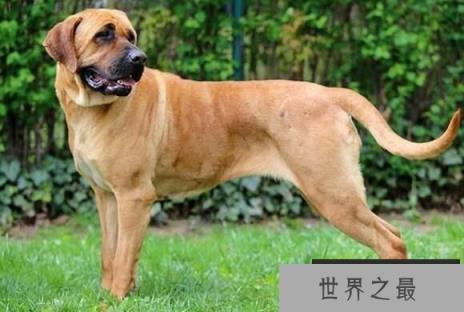 世界恶犬之土佐犬，神秘凶猛的犬中无价之宝