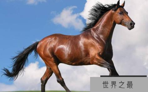 世界十大名马排行，十大最贵的马个个贵如黄金
