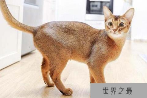 阿比西尼亚猫的的历史