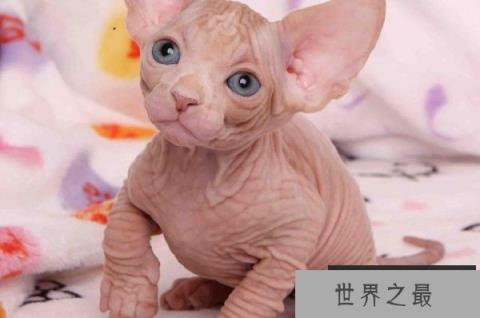 世界上最具个性的猫：加拿大无毛猫，你敢撸吗？