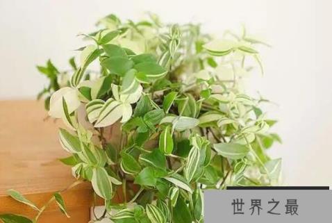 耐阴的十种室内植物花卉：紫露兰位列榜单首位