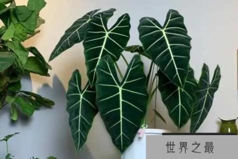 耐阴的十种室内植物花卉：紫露兰位列榜单首位