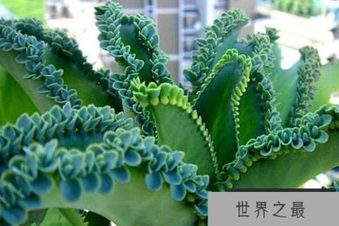 适合在家养的绿植有哪些？室内养不死的植物排名