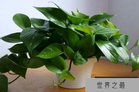 适合在家养的绿植有哪些？室内养不死的植物排名