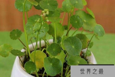 适合在家养的绿植有哪些？室内养不死的植物排名