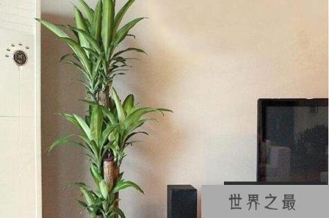 适合室内养的植物有哪些？适合懒人养的室内大型植物