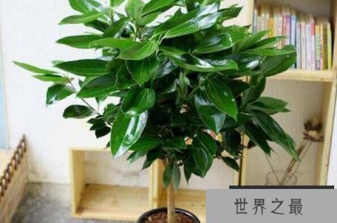 适合室内养的植物有哪些？适合懒人养的室内大型植物