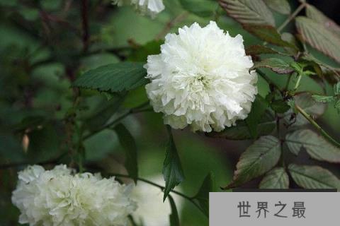 世界上10大最悲伤的花