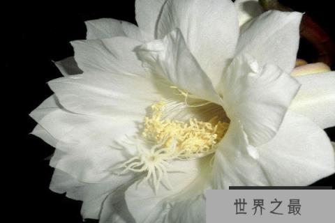 世界上10大最悲伤的花