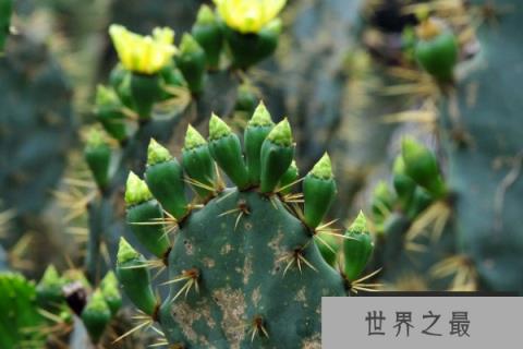 十大不吉利花排行榜：昙花上榜，彼岸花居榜首