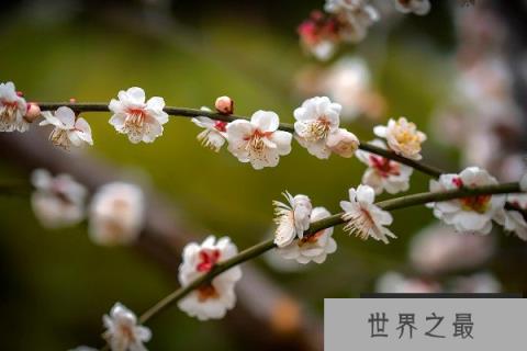 十大不吉利花排行榜：昙花上榜，彼岸花居榜首