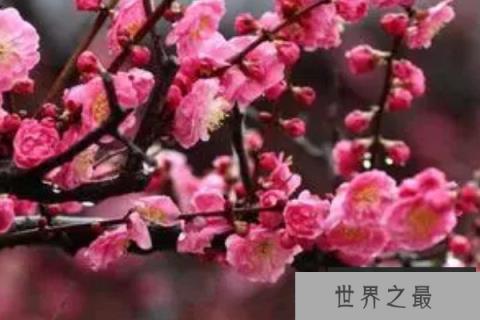 十种适合室内养的花：蟹爪兰和山茶花双双入榜