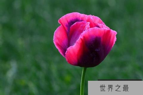 十大死亡之花名称及介绍：彼岸花和罂粟花皆上榜